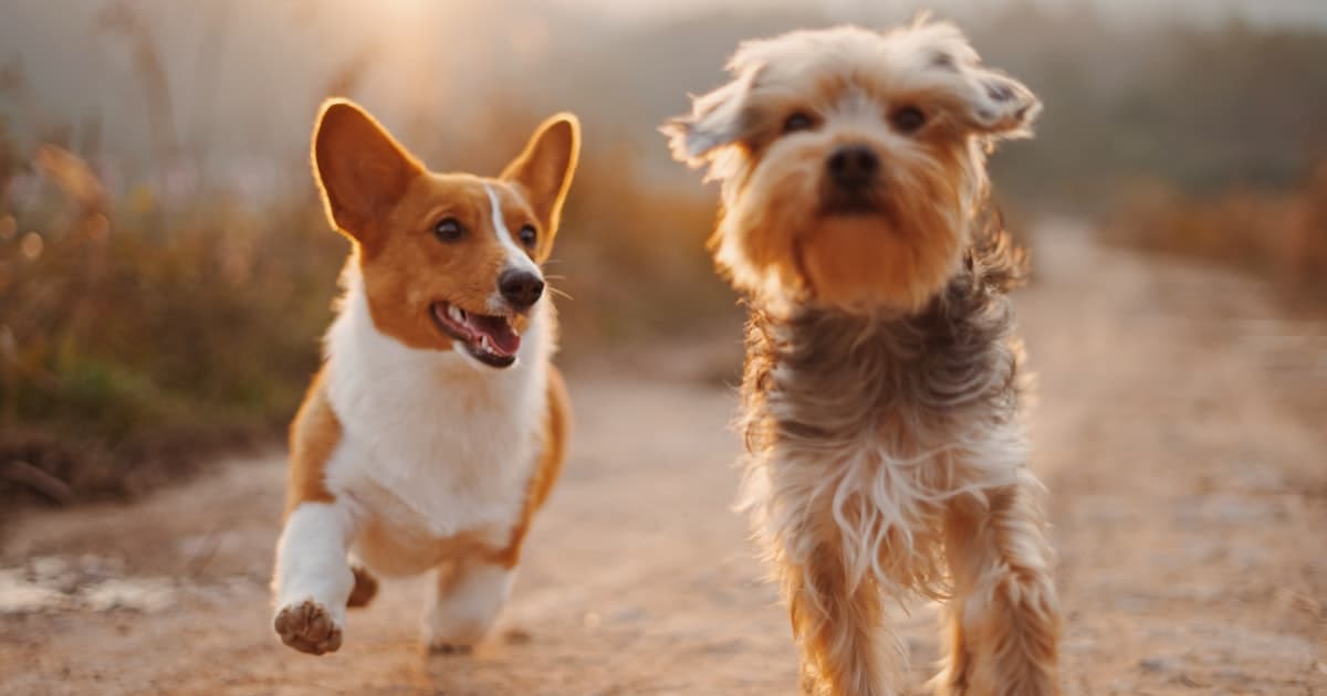 Hund und Katze nebeneinander in einer Tierarztpraxis
